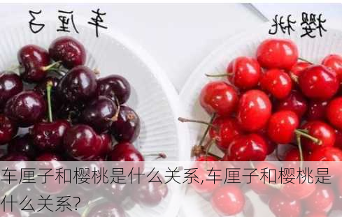 车厘子和樱桃是什么关系,车厘子和樱桃是什么关系?