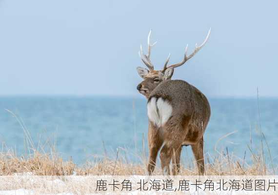 鹿卡角 北海道,鹿卡角北海道图片